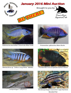 2016-Mini-Auction-Fish
