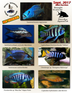 Sept_2017-MiniAuctionFish